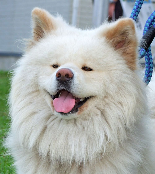 wasao